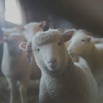 Sheep