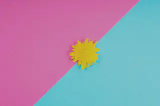 Yellow Dandelion on Pink Blue Surface